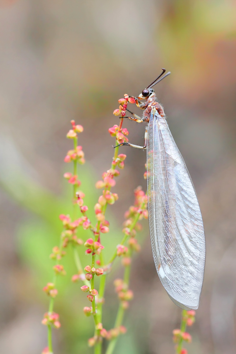 Myrmeleon-formicariusweb21.jpg