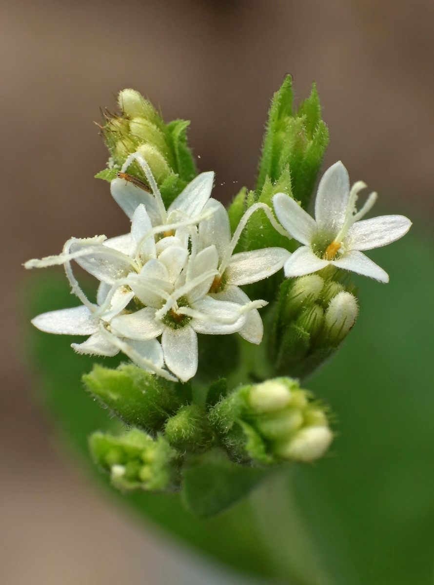 Stevia rebaudiana 2451-1; Asteraceae (2).jpg