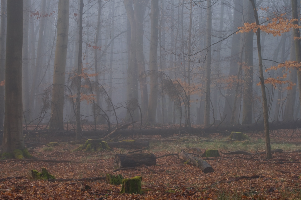_MG_9535.jpg