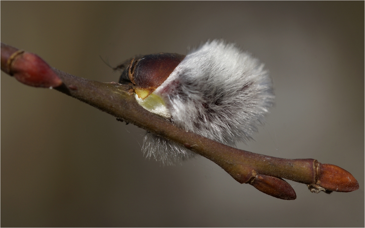 Frühling.jpg