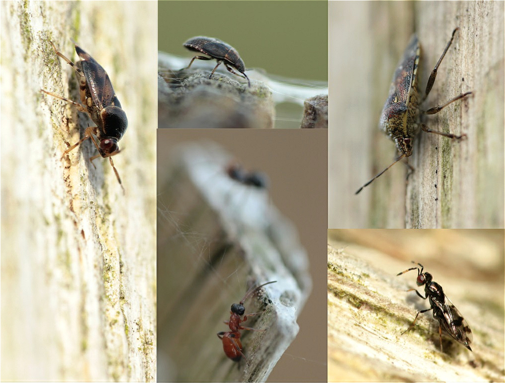 collage wanzen und wespen makro.jpg