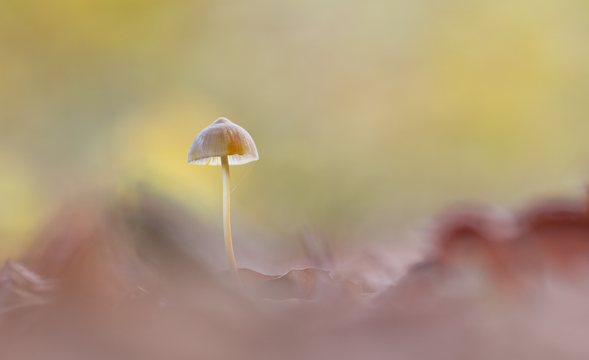 IMG_9289_3.5_1.10_200_Pilze_Wildpark.jpg