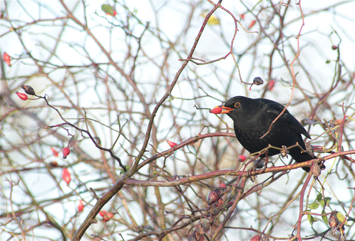 amsel02makro.jpg