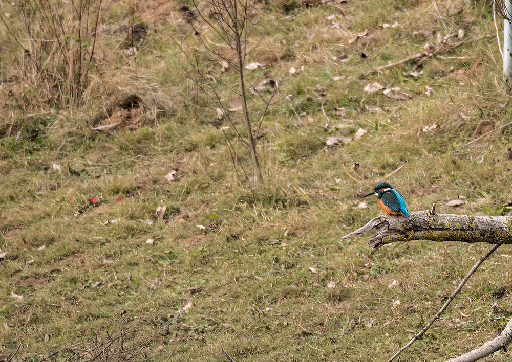 P10608721 - Kopie.jpg