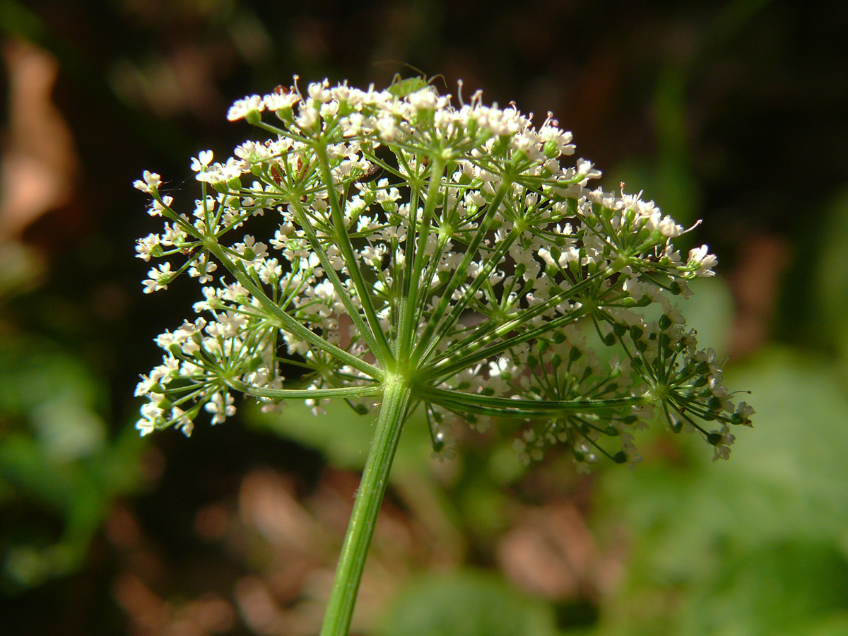 weiß-Aegopodium-podagraria-Giersch-20090614-Blütenstand-von-unten-(ohne-Hülle-&-ohne-Hüllchen!)-Bermatingen-Oberwald-darker.jpg