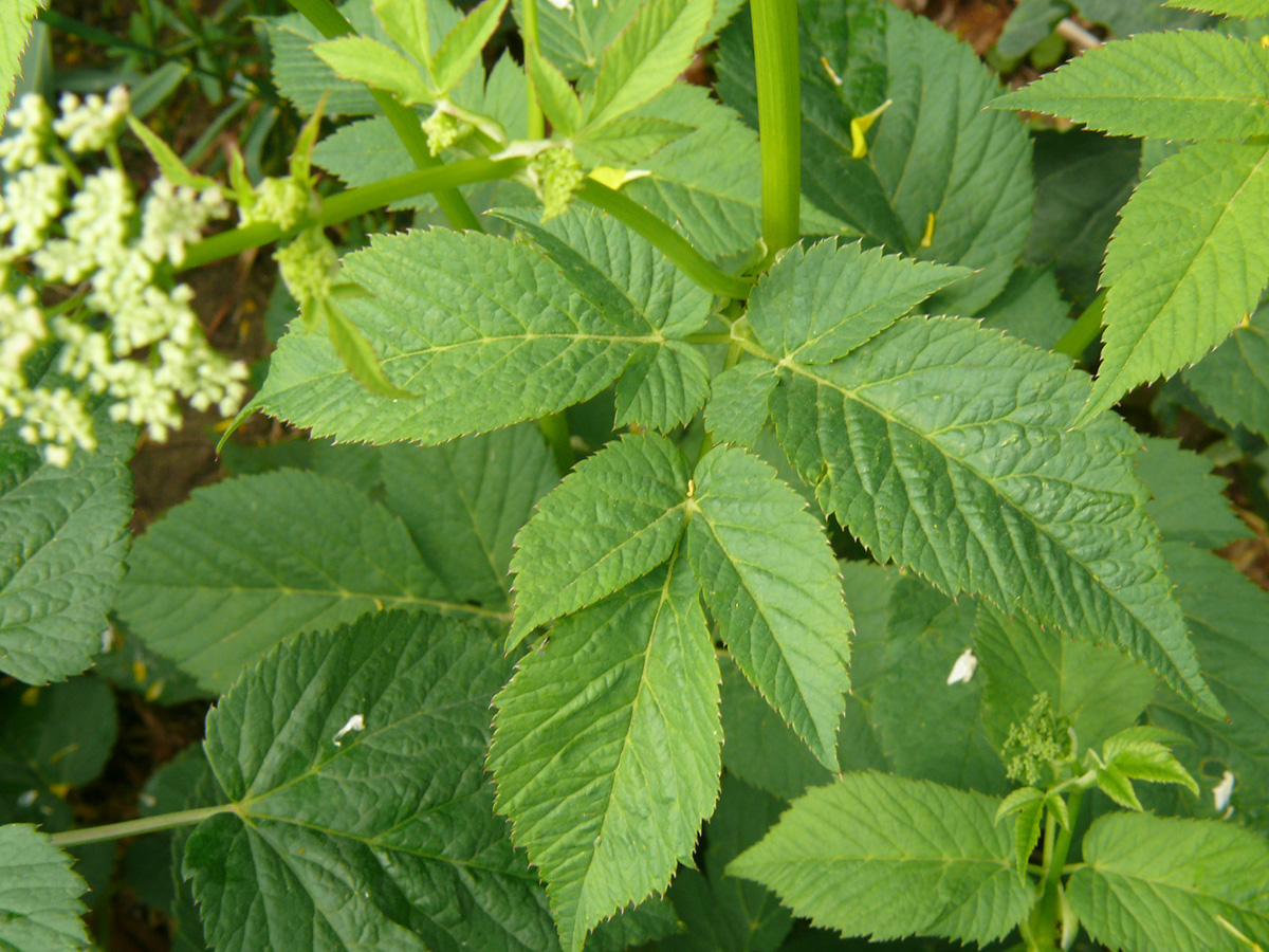 weiß-Aegopodium-podagraria-Zaun-Giersch-20080525-Blatt-Neufrach.jpg