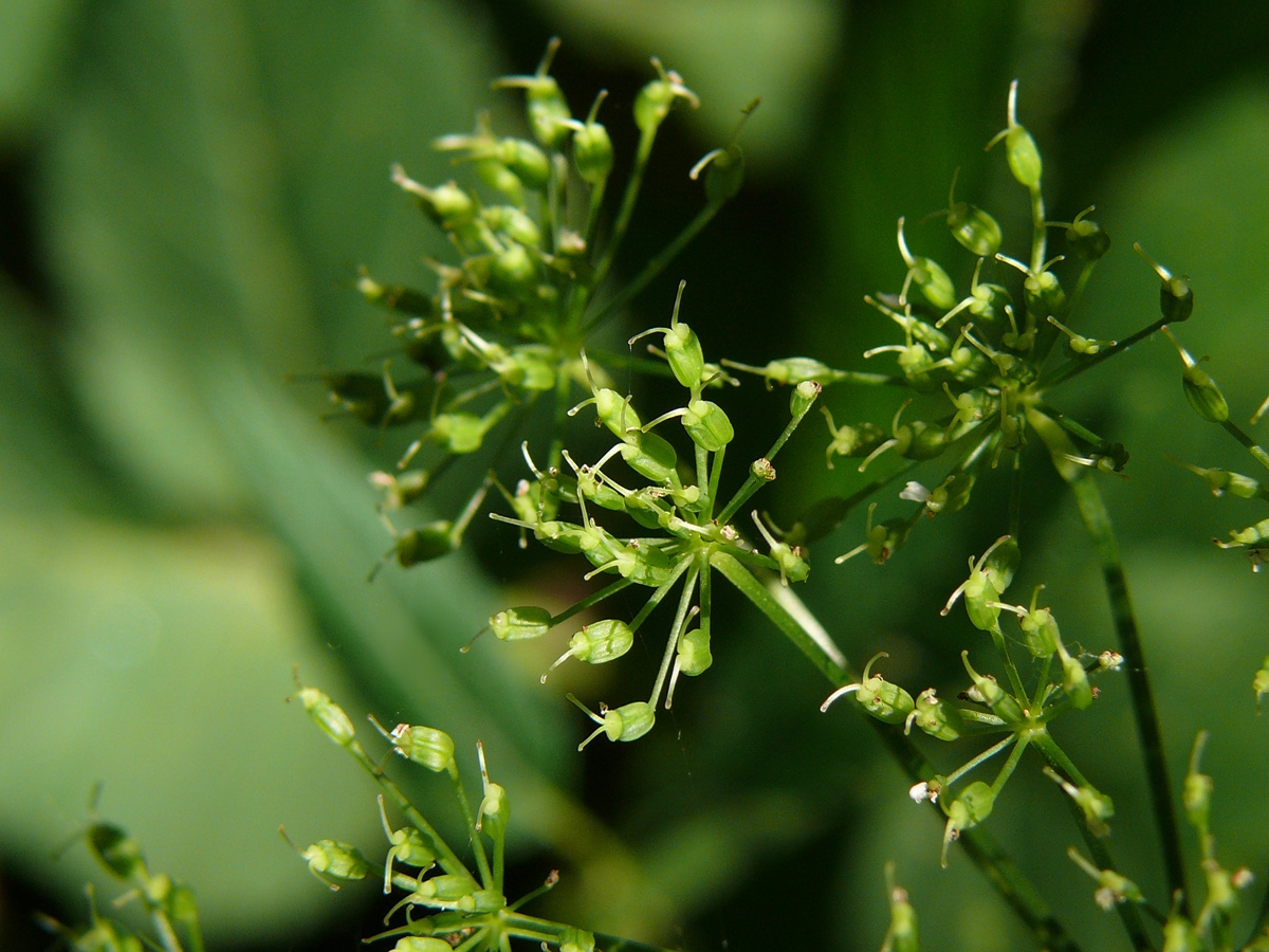 weiß-Aegopodium-podagraria-Zaun-Giersch-20080620-Früchte-MWeiler-Bärlauchwald.jpg