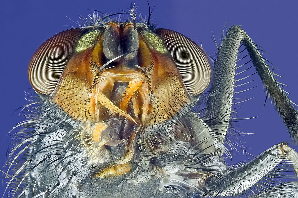 Fliege_Canon_50revers.jpg