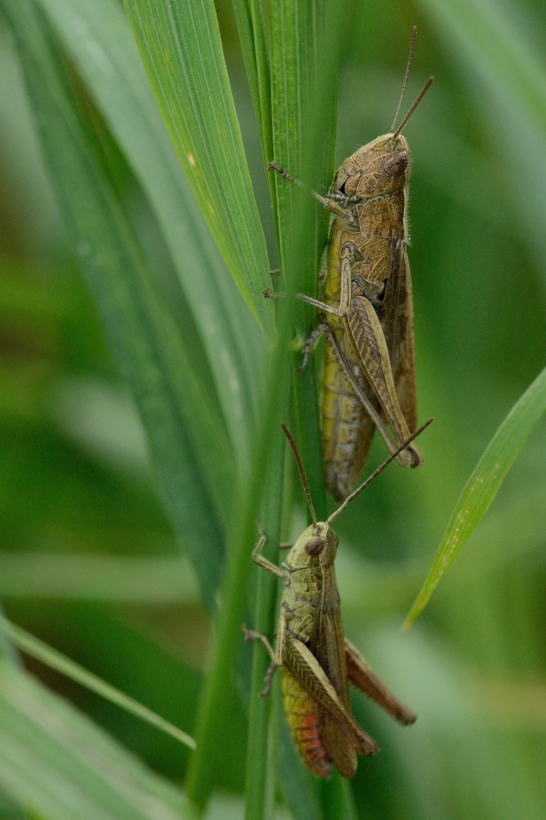 comp_DSC_3812 Heuschrecken.jpg