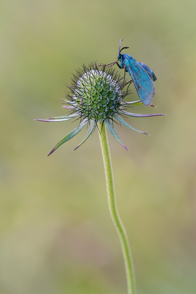 Grünwidderchen-6392.jpg