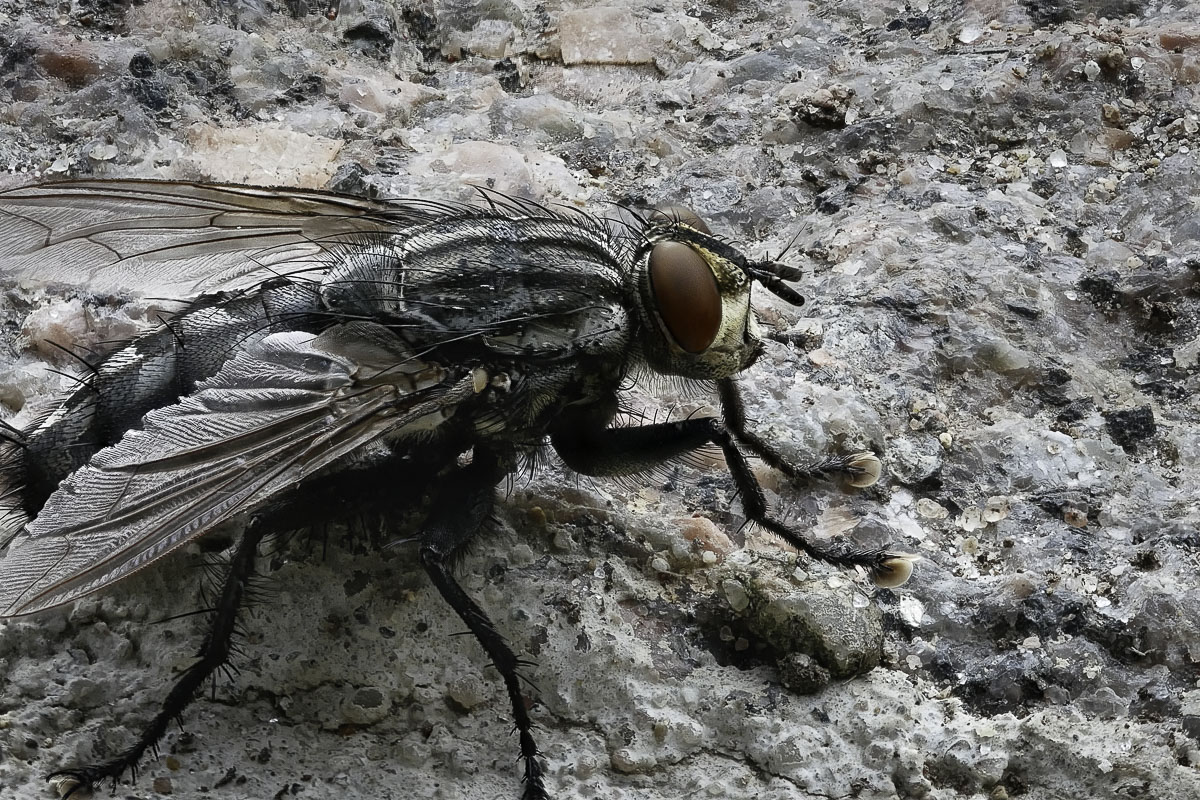 FF-2016-07-31 15-23-16 (C).jpg