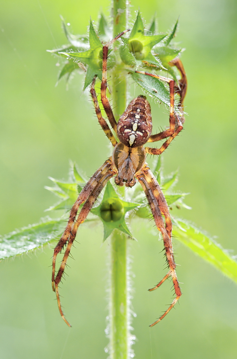 2017_01_07_Kreuzspinne_14194.jpg