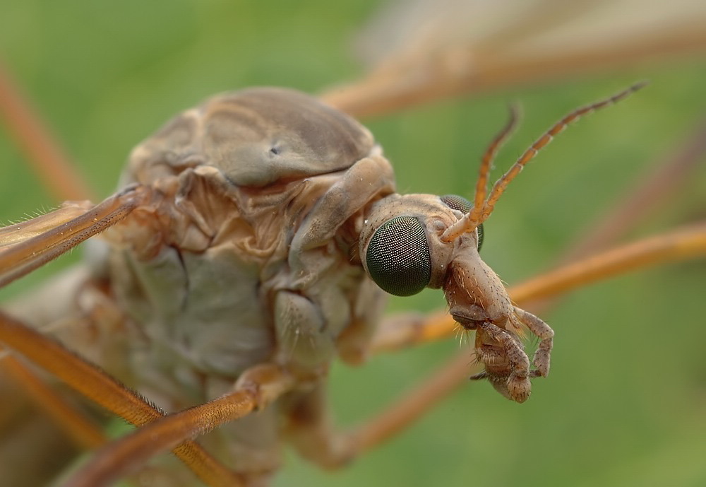 Schnake 3610a web.jpg