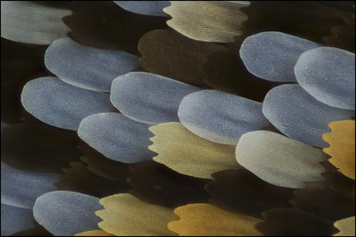 Papillo demoleus 1200.jpg