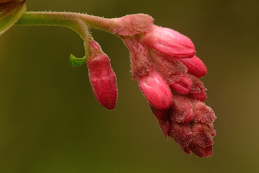 Ribes_Knospen.jpg