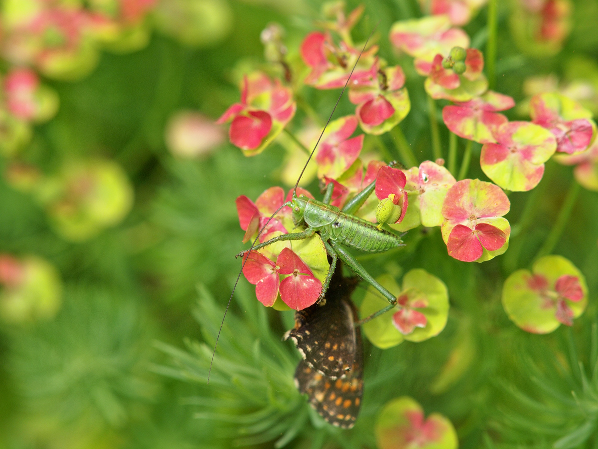 Melitaea-diamina-OG141129---Kopie.jpg