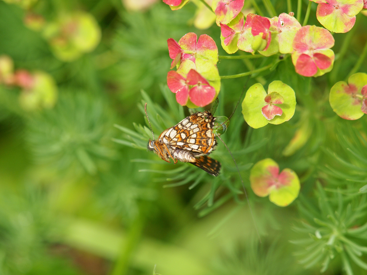 Melitaea-diamina-OG141131---Kopie.jpg