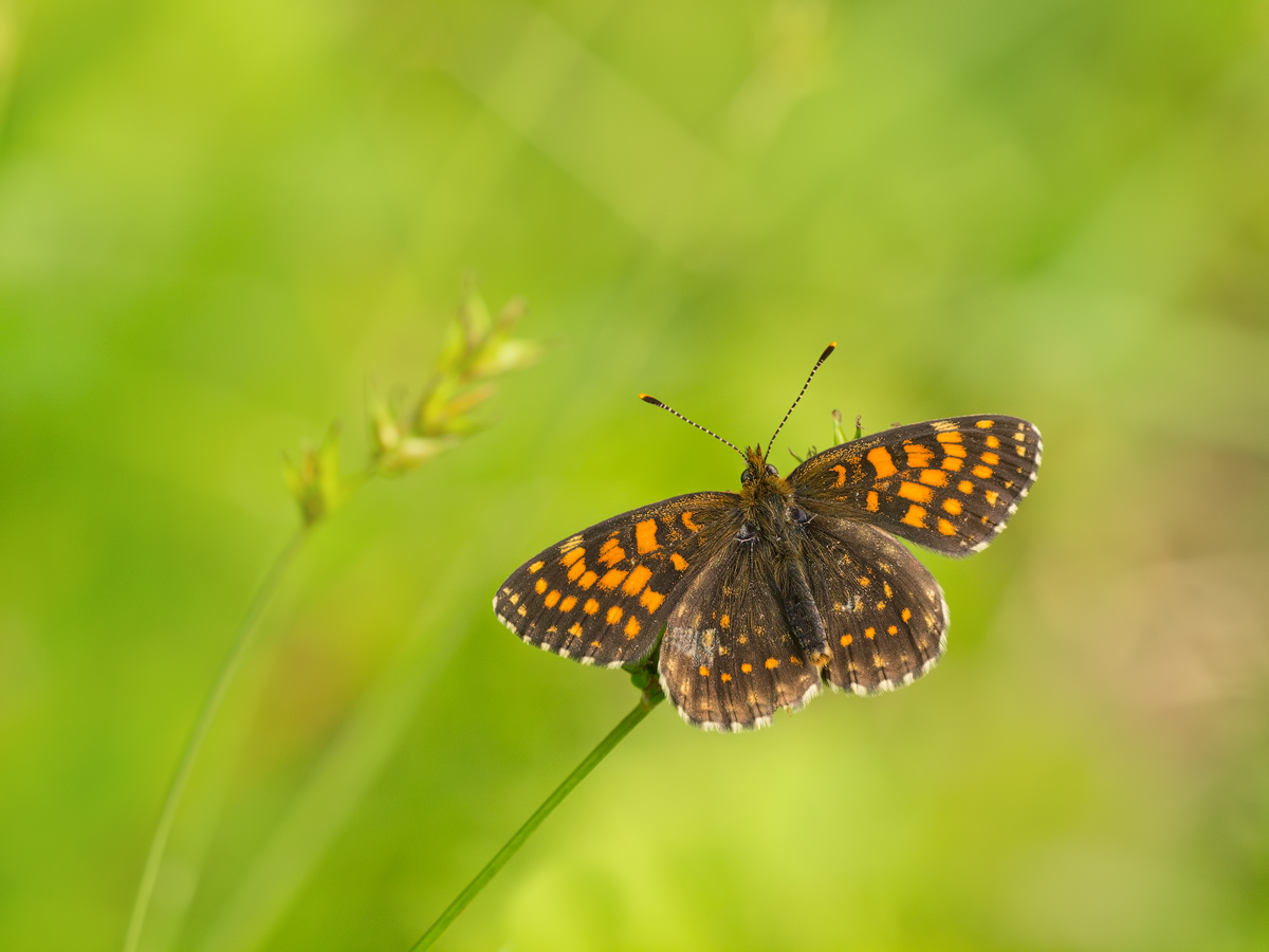 Melitaea-diamina1-OG141337---Kopie.jpg