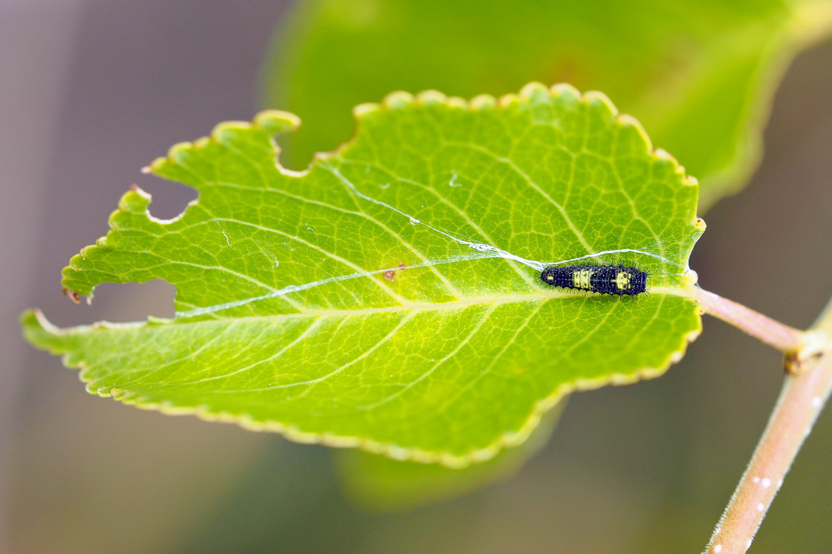 Iphiclides-EG003438---Kopie.jpg