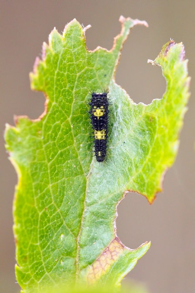 Iphiclides-EG003260---Kopie.jpg