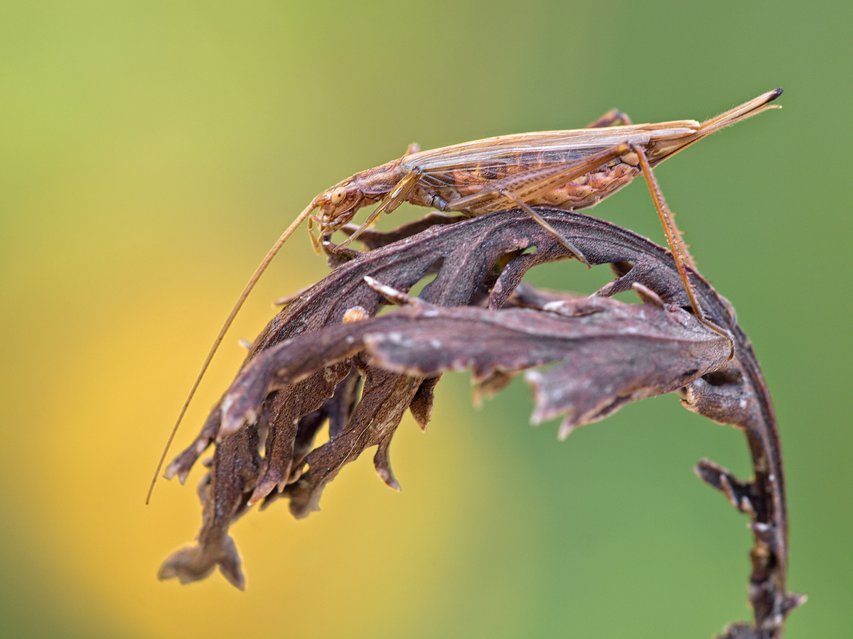 Oecanthus-pellucens-OG203755---Kopie.jpg