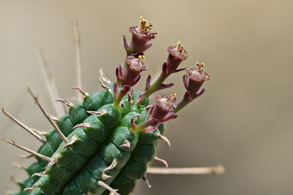 Euphorbia pentagona 2438-1; Euphorbiaceae (1).jpg