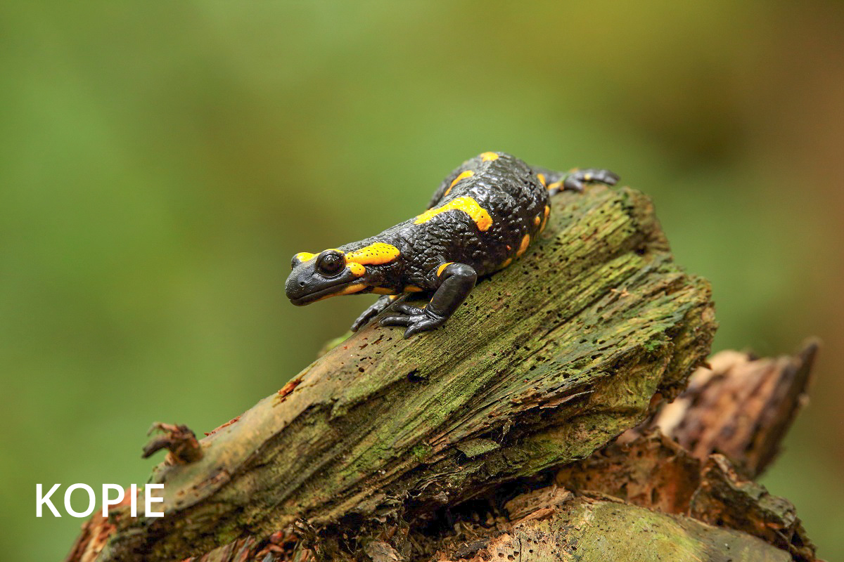 salamander.jpg