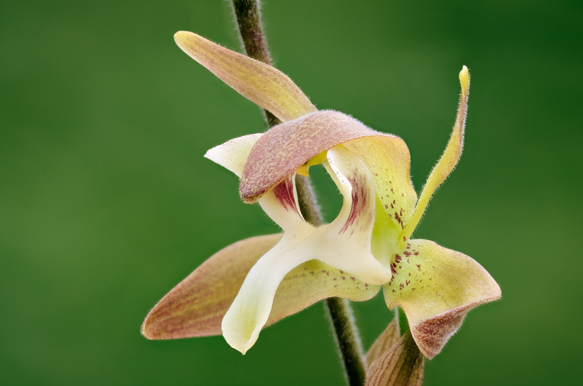 Ipsea thailandica 5943-1; Orchidaceae (3).jpg