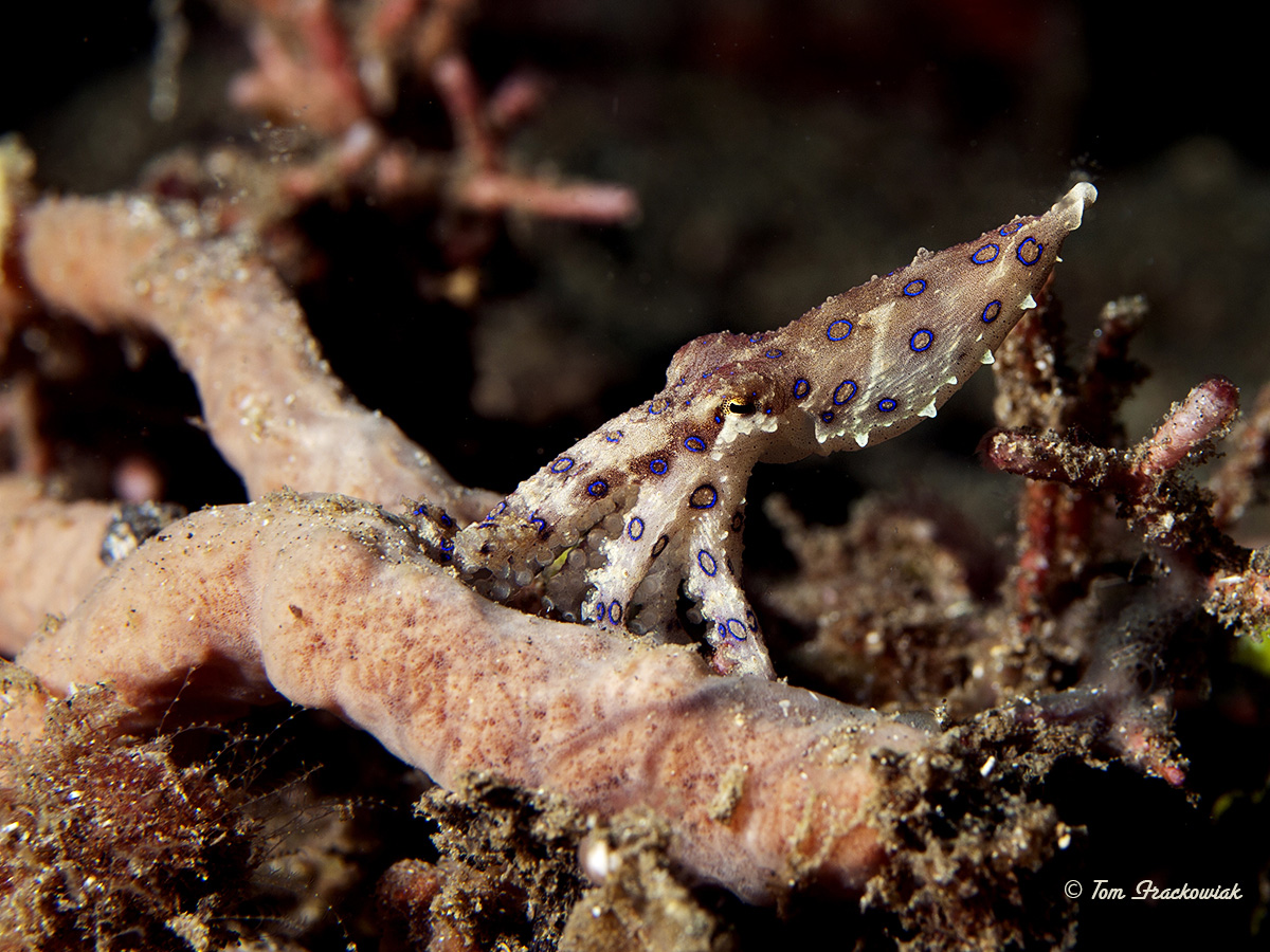 Blue Ring Oktupus_1200_B024893_.jpg
