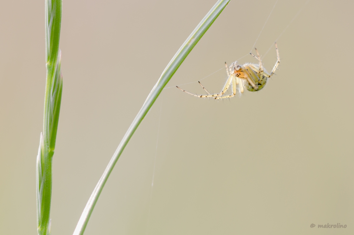 IMG_9927_lr5_nic2_1200_copy.jpg