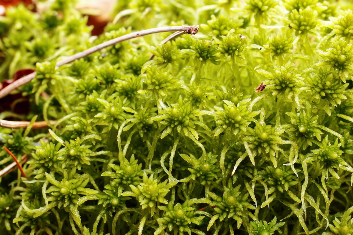 Sphagnum; Sphagnaceae Moos (1).jpg