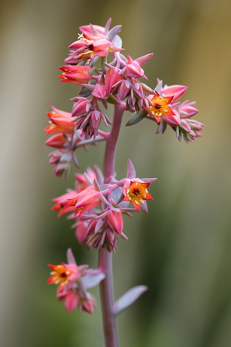 Echeveria gibbiflora 3856-2; Crassulaceae (3).jpg