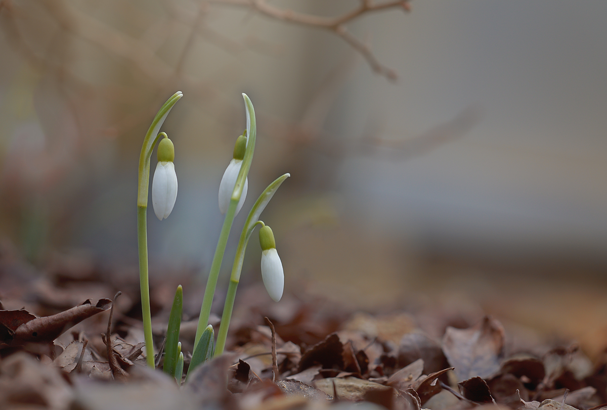 Schneeglöckchen-1036.jpg