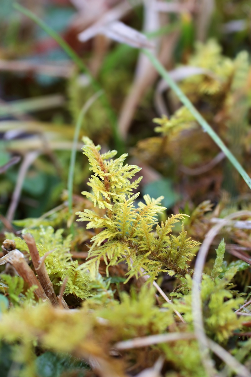 Thuidium assimile; Thuidiaceae Moos (1).JPG