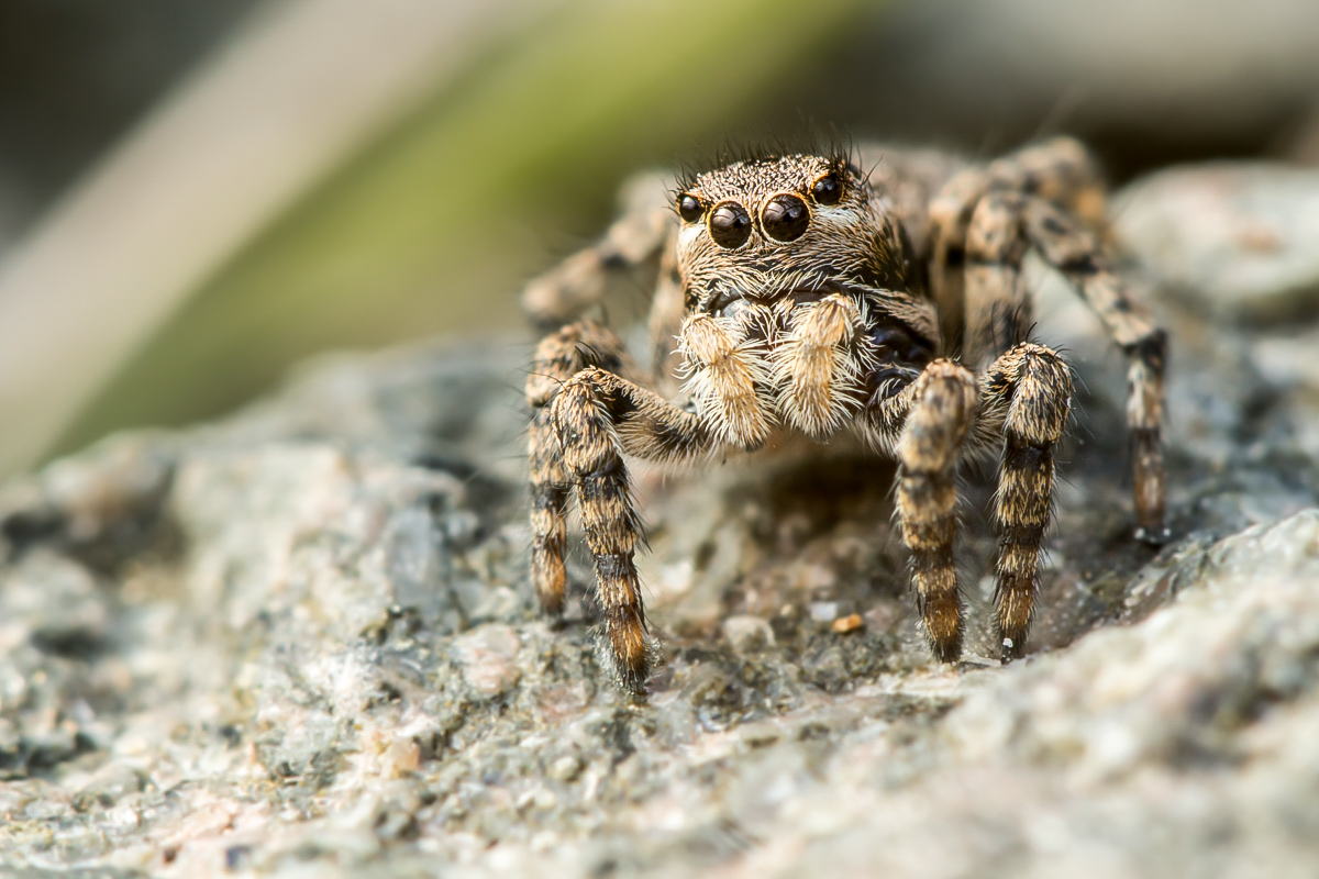 Aelurillus v-insignitus_9251.jpg