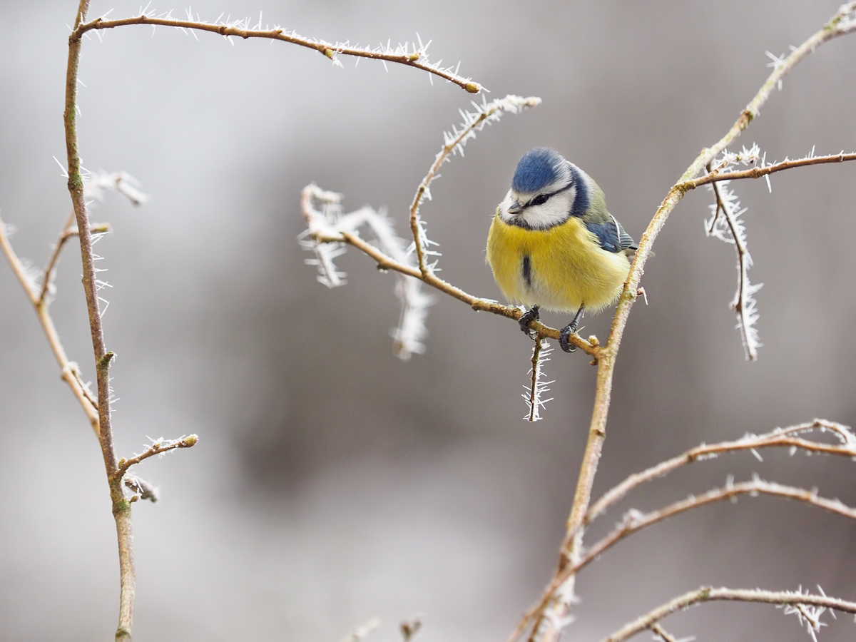 Parus-caeruleaus-EG311739.jpg