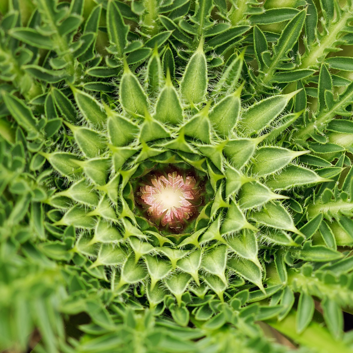 Carthamus rhaponticoides 4670-1; Asteraceae (1).jpg