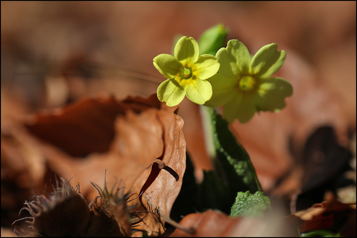 Primula elatior Einzelaufnahme 1200.jpg