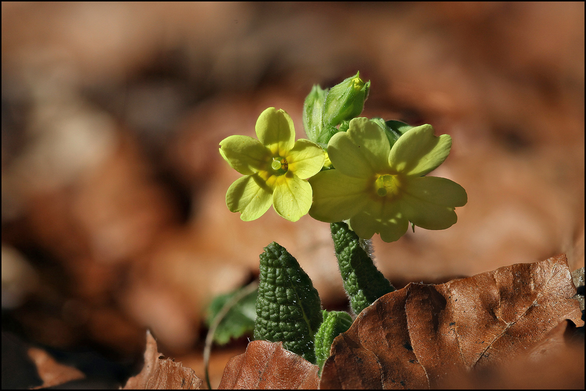 Primula elatior 2 1200.jpg
