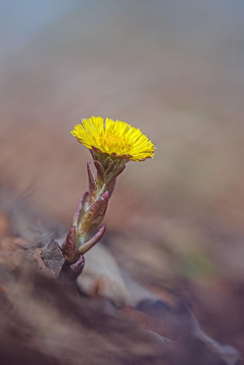 compHuflattich5.3.2017JonawaldStackDSC_0682-0686.jpg