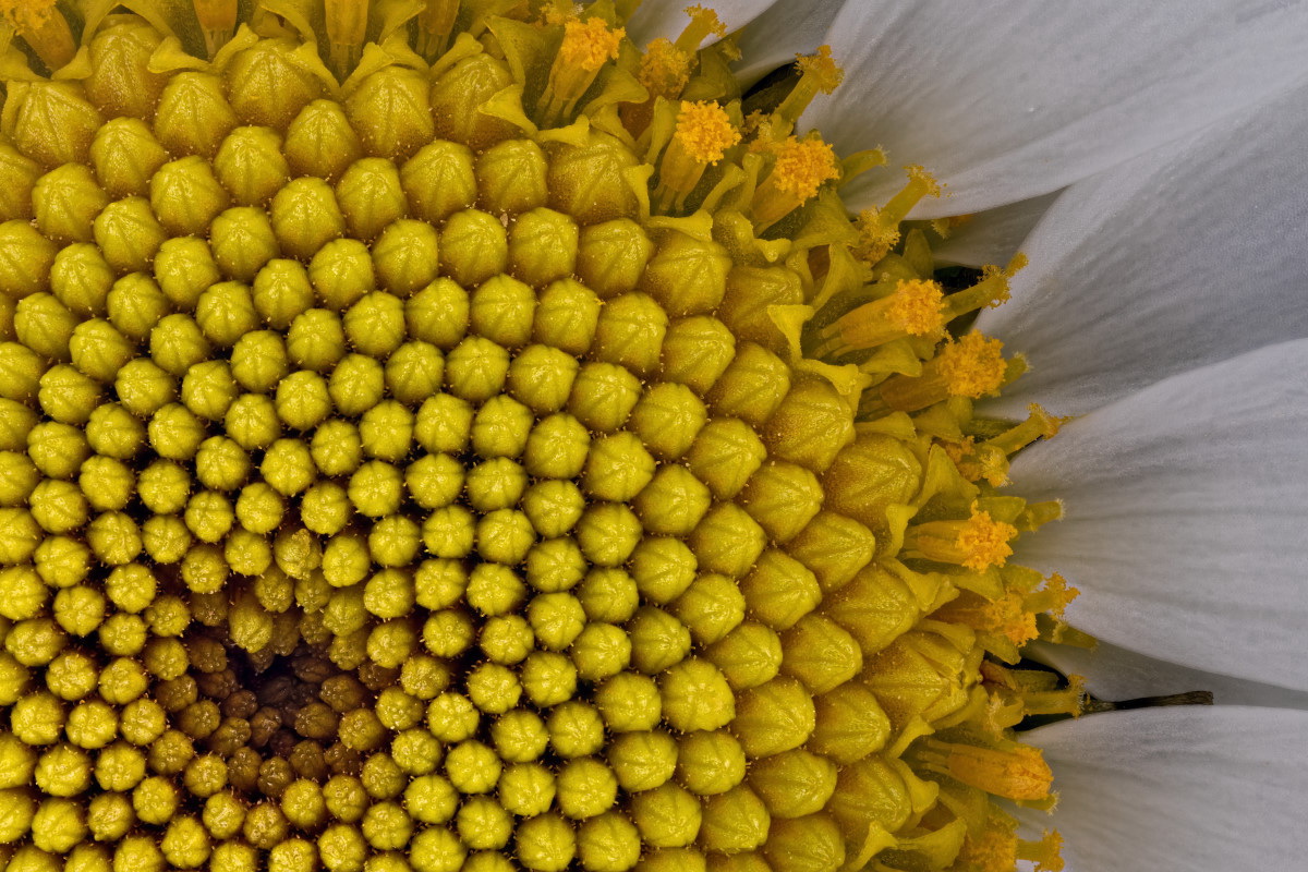 04059_D810_RodagonN_1zu1_Bl6p7_Leucanthemum_03.JPG