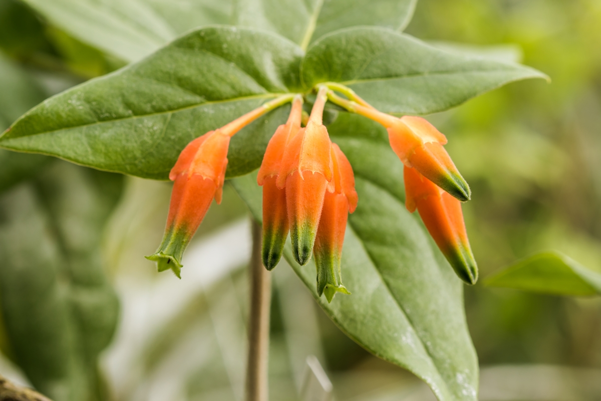 Macleania ericae; Ericaceae (1).jpg