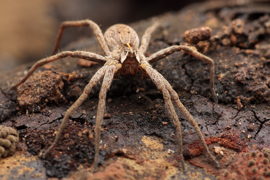 listspinne2web.jpg
