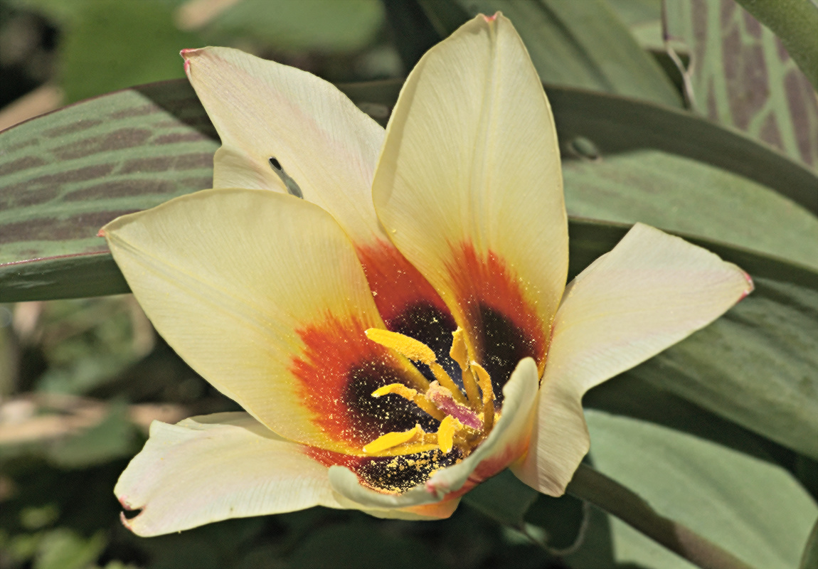 tulpe.jpg