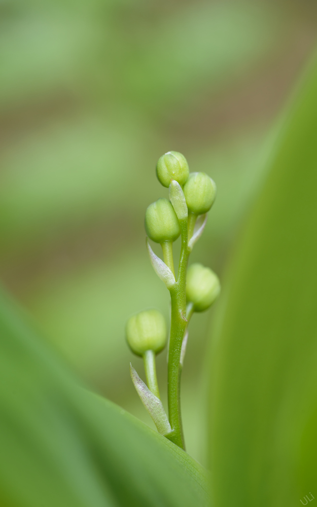 D6C_7362_625x1000.jpg