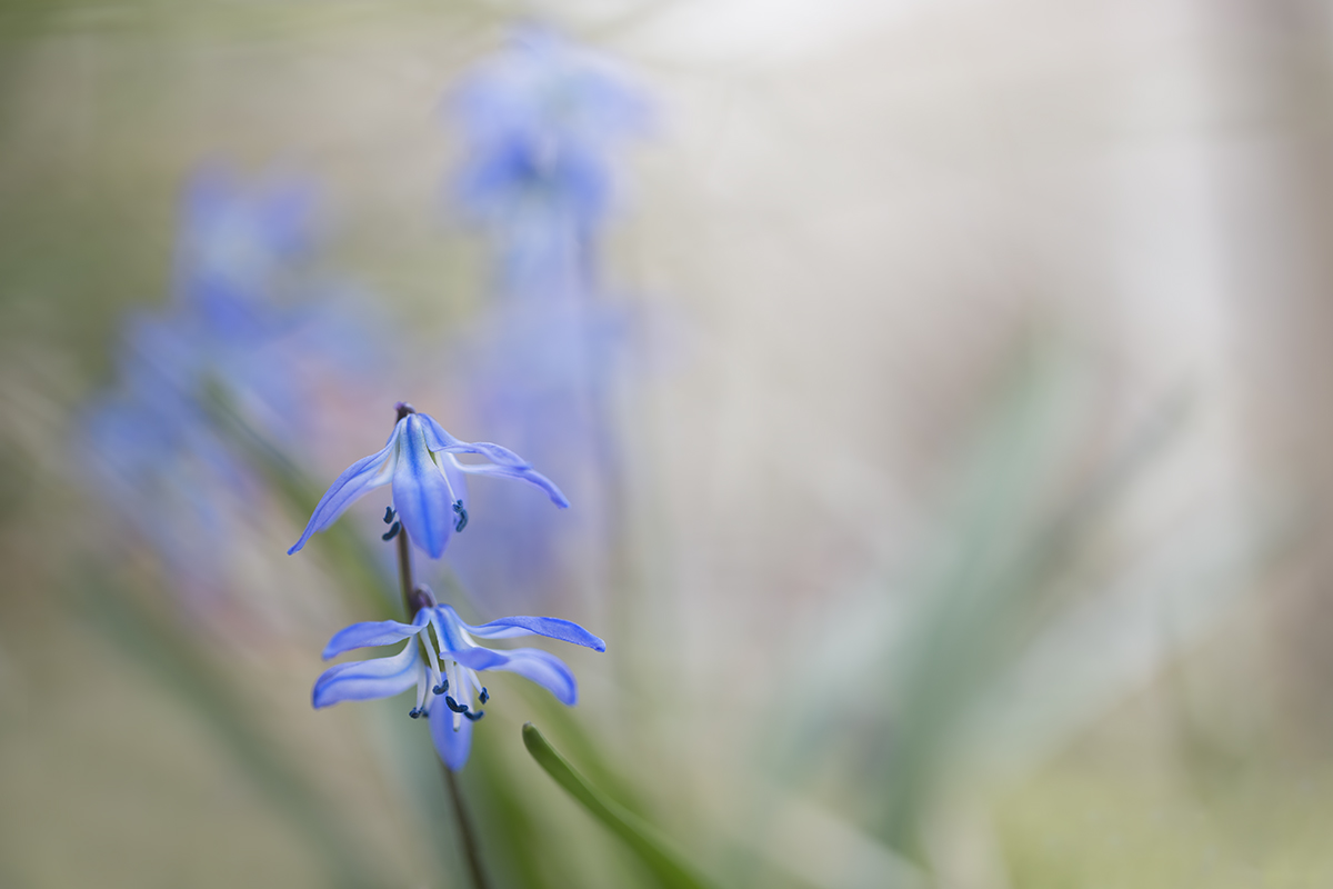 2N4A3837_1200px.jpg