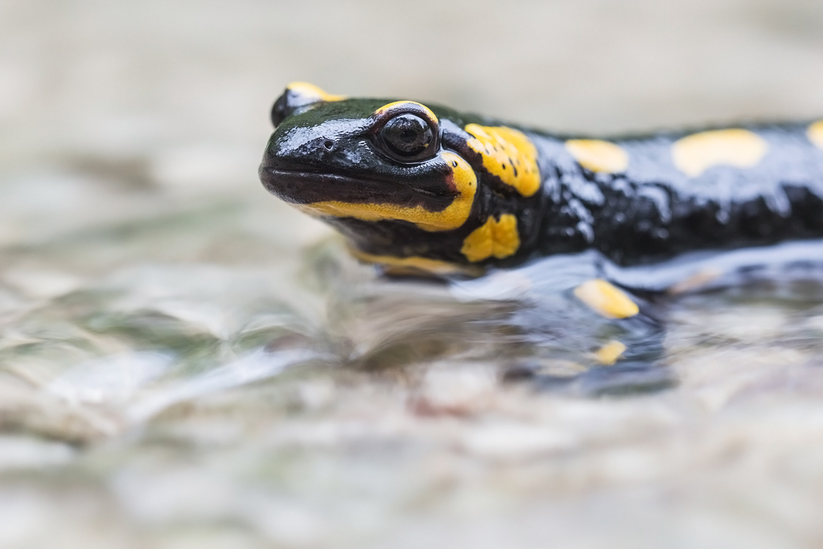 salamander-IMG_0964.jpg