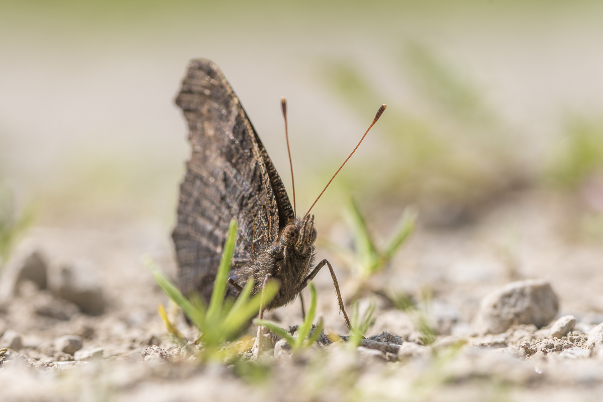 Schmetterling 006 klein.JPG