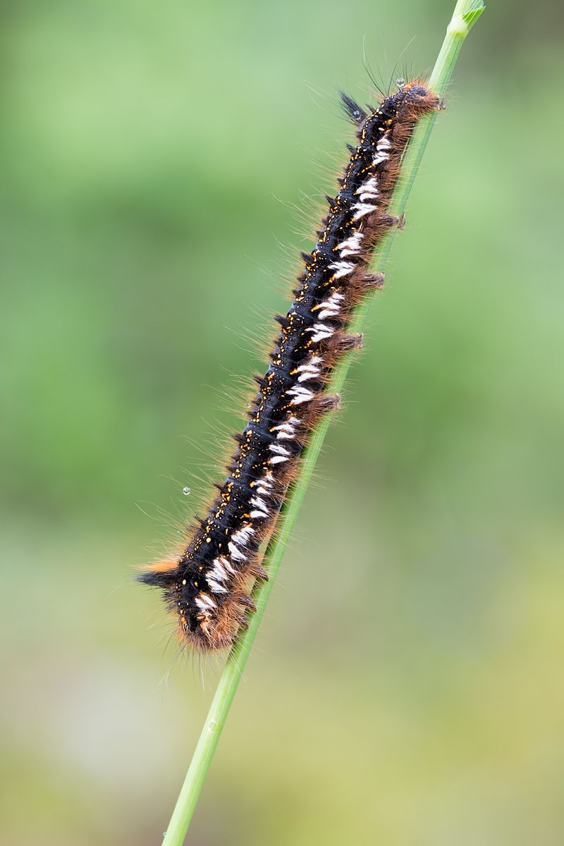 IMG_4000-Bearbeitet_1200.jpg