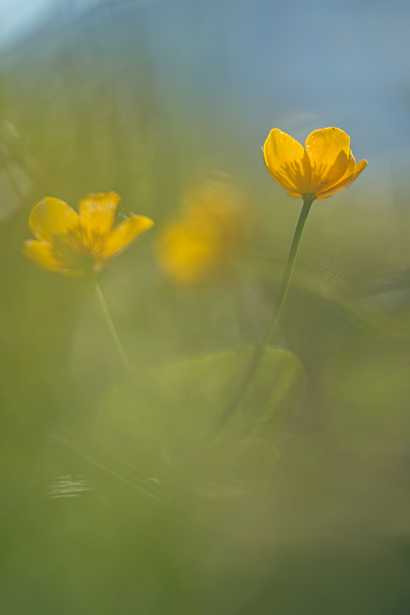 compSumpfdotterblumen9.4.2017GäsiWeesenDSC_0499-89%.jpg